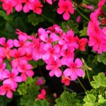 Geranium, Jasmine, Litchi, Rose