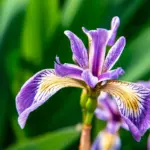 Iris, Orange Blossom, Jasmine