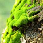 Moss, Cedarwood, Amber