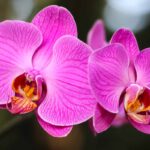 Orchid, Heliotrope, Tangerine