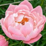 Peony, White Rose, Jasmine