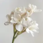 Tuberose, Roasted Tonka Bean